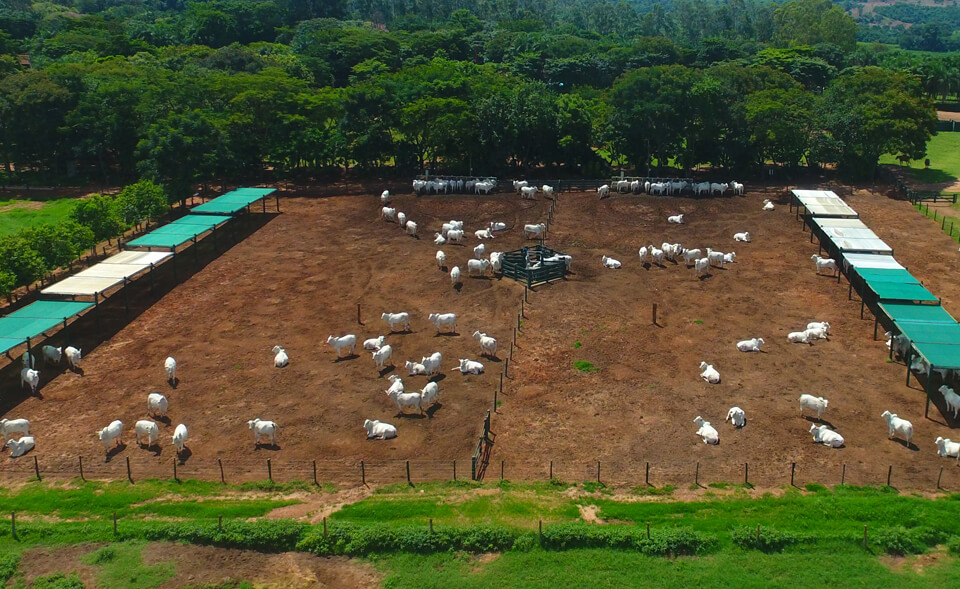 Eficiência Alimentar